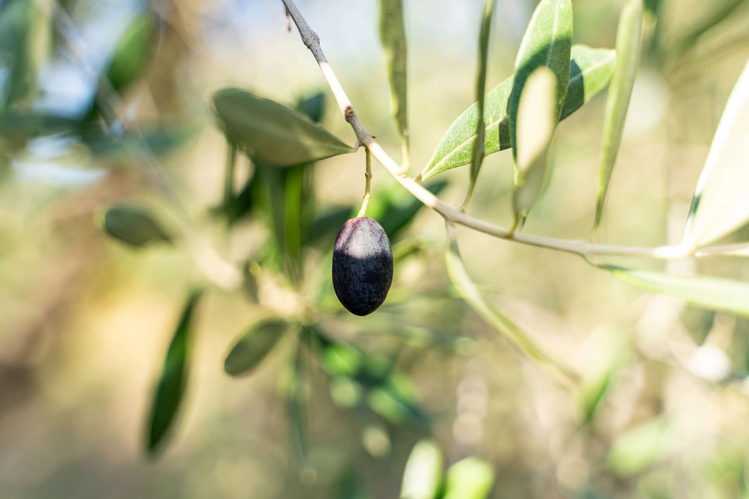 olive della nostra azienda agricola